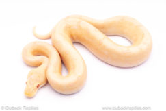 albino enchi spider ph pied ball python for sale