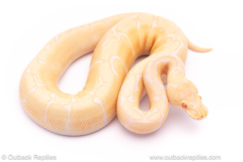 albino spider ph pied ball python for sale