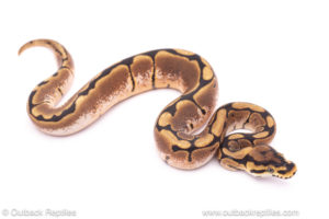 Spider het pied ball python for sale