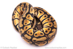 pastel cypress ball python for sale