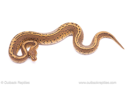 spotnose leopard pinstripe ball python for sale