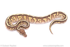 leopard lesser ball python for sale