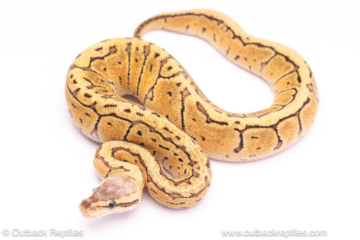 killer blast ball python for sale