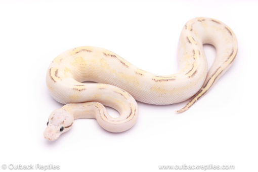 Pastel puma ball python for sale