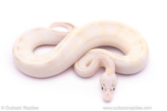 pastel puma ball python for sale