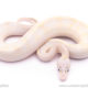 pastel puma ball python for sale