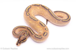 Highway ball python for sale