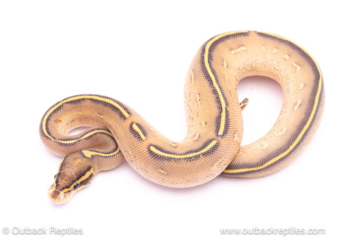 Highway ball python for sale