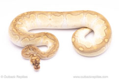 Lesser clown ball python for sale