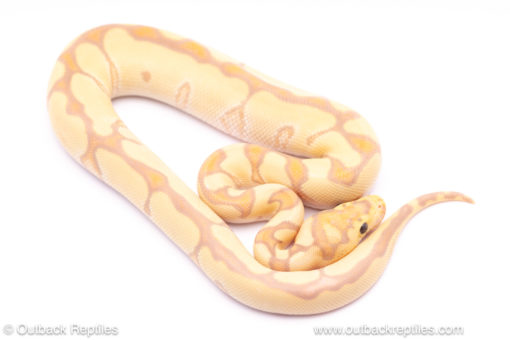 banana enchi clown ball python for sale