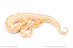 Banana enchi clown ball python for sale