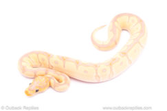 Banana enchi clown ball python for sale