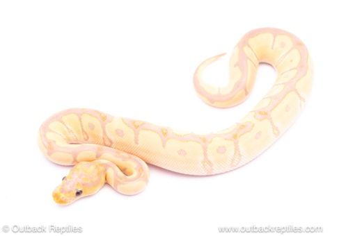 Banana enchi clown ball python for sale