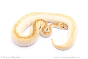 Butter clown ball python for sale