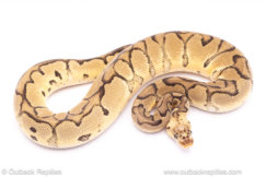 pastel clown ball python for sale