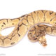 pastel clown ball python for sale