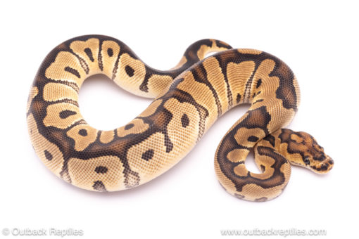 clown ball python for sale