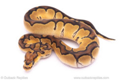 Enchi Clown ball python for sale