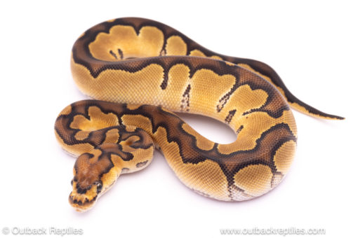 Enchi Clown ball python for sale