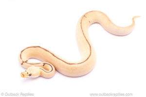 Enchi Spider Killer Clown ball python for sale