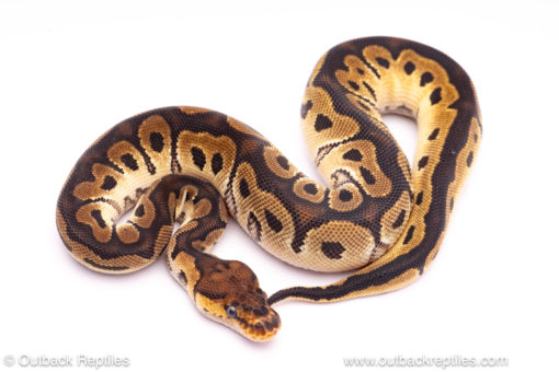 Orange Dream Clown ball python for sale