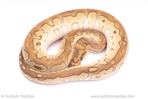 lesser clown het desert ghost ball python for sale