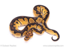 clown het desert ghost ball python for sale