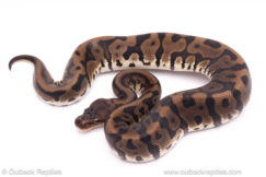 Leopard HGW het clown ball python for sale