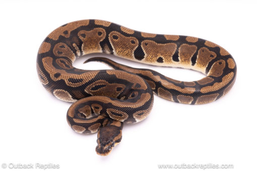 gene soup cryptic ball python for sale