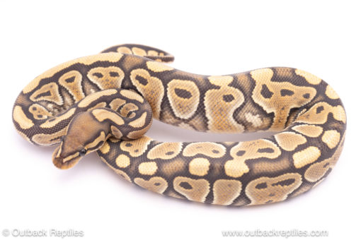 Hypo/Ghost poss het clown ball python for sale