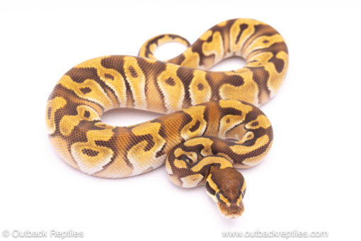 Mojave Enchi dh Ultramel Clown ball python for sale