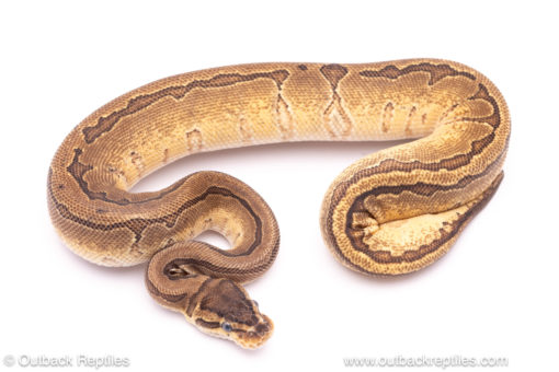 enchi pinstripe ph clown pied ball python for sale