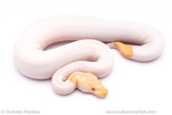 albino cinnamon pied ball python for sale