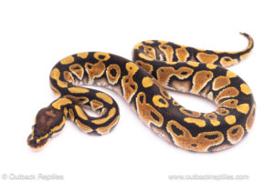 Special het Desert Ghost Clown ball python for sale