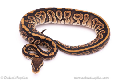 Black Pastel het clown ball python for sale