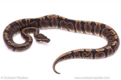 GHI het clown ball python for sale