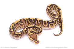 orange dream GHI het clown ball python for sale