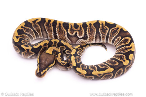 GHI het clown ball python for sale