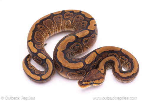 Orange Dream Red Stripe het clown ball python for sale