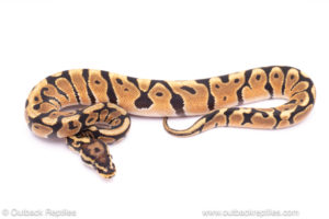 Orange dream spotnose het clown ball python for sale