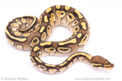 lesser het vpi axanthic clpon ball python for sale