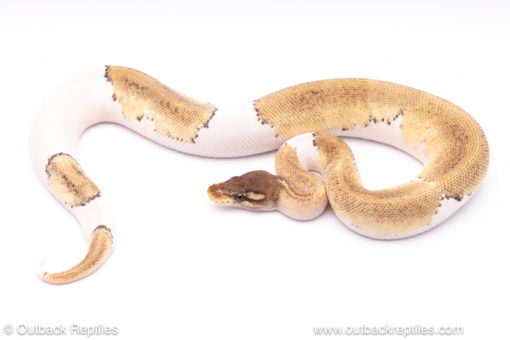 pastave pied het axanthic ball python for sale