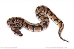 Trip het VPI Axanthic Clown Pied ball python for sale