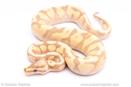 Banana het puzzle ball python for sale