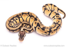 Orange Dream pastel het puzzle ball python for sale