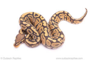 Hypo het Desert Ghost ball python for sale