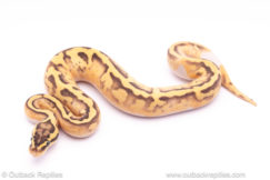 pastel yb pied ball python for sale