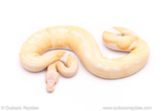 albino pied ball python for sale